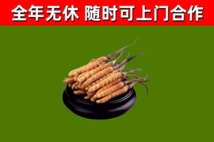信阳烟酒回收冬虫夏草.jpg